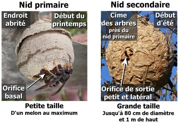 nids